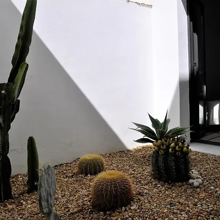 Macenas Cactus Hill モハカル